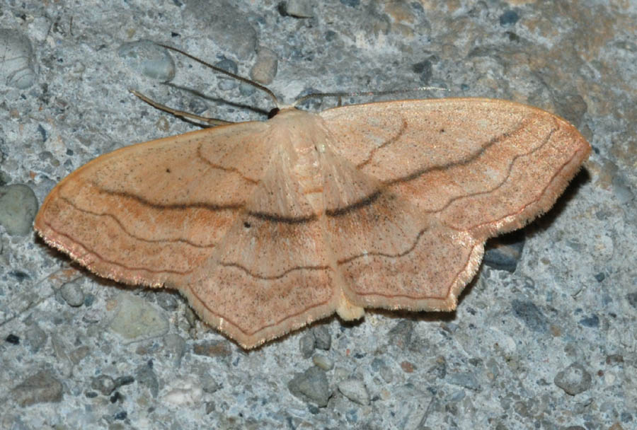 Scopula imitaria?